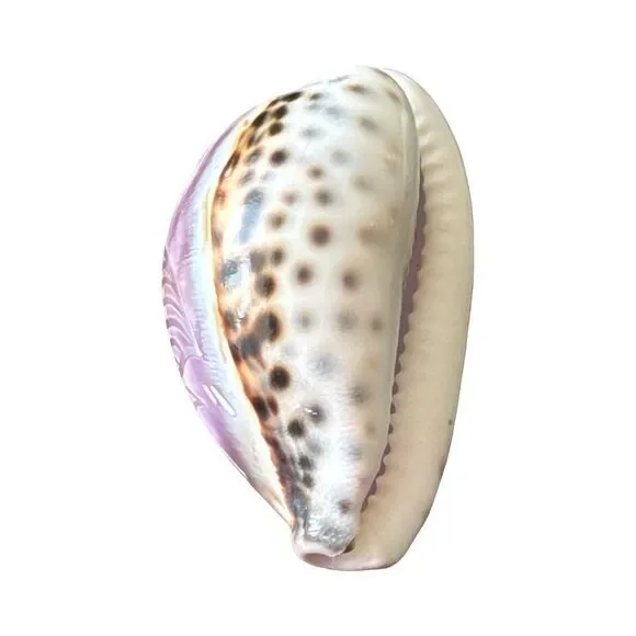 Decorative Pink Fish Shell - Picture 5 of 6